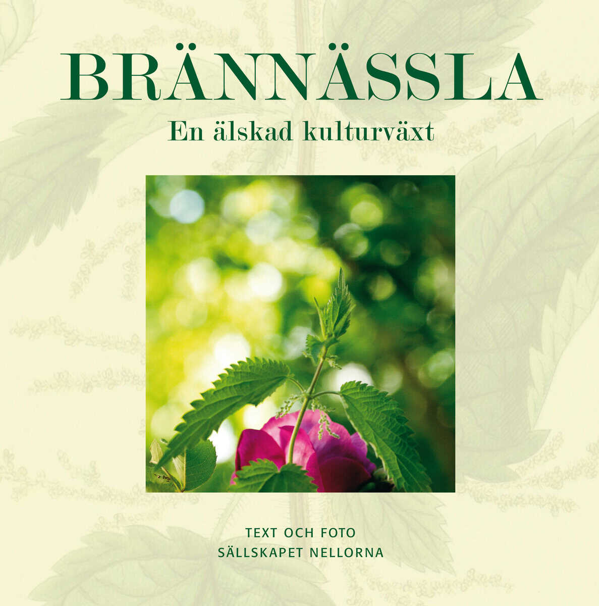Brännässla : En älskad kulturväxt