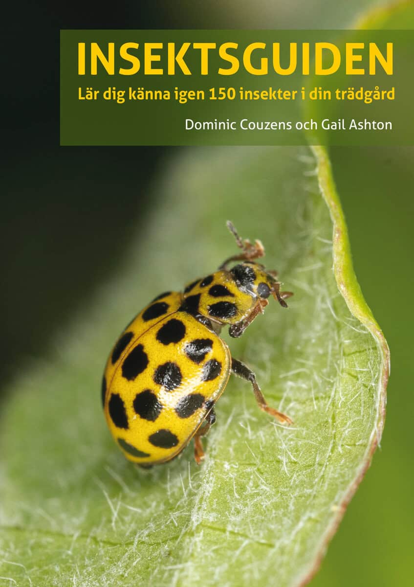 Ashton, Gail | Couzens, Dominic | Insektsguiden : Lär dig känna igen 150 insekter i din trädgård