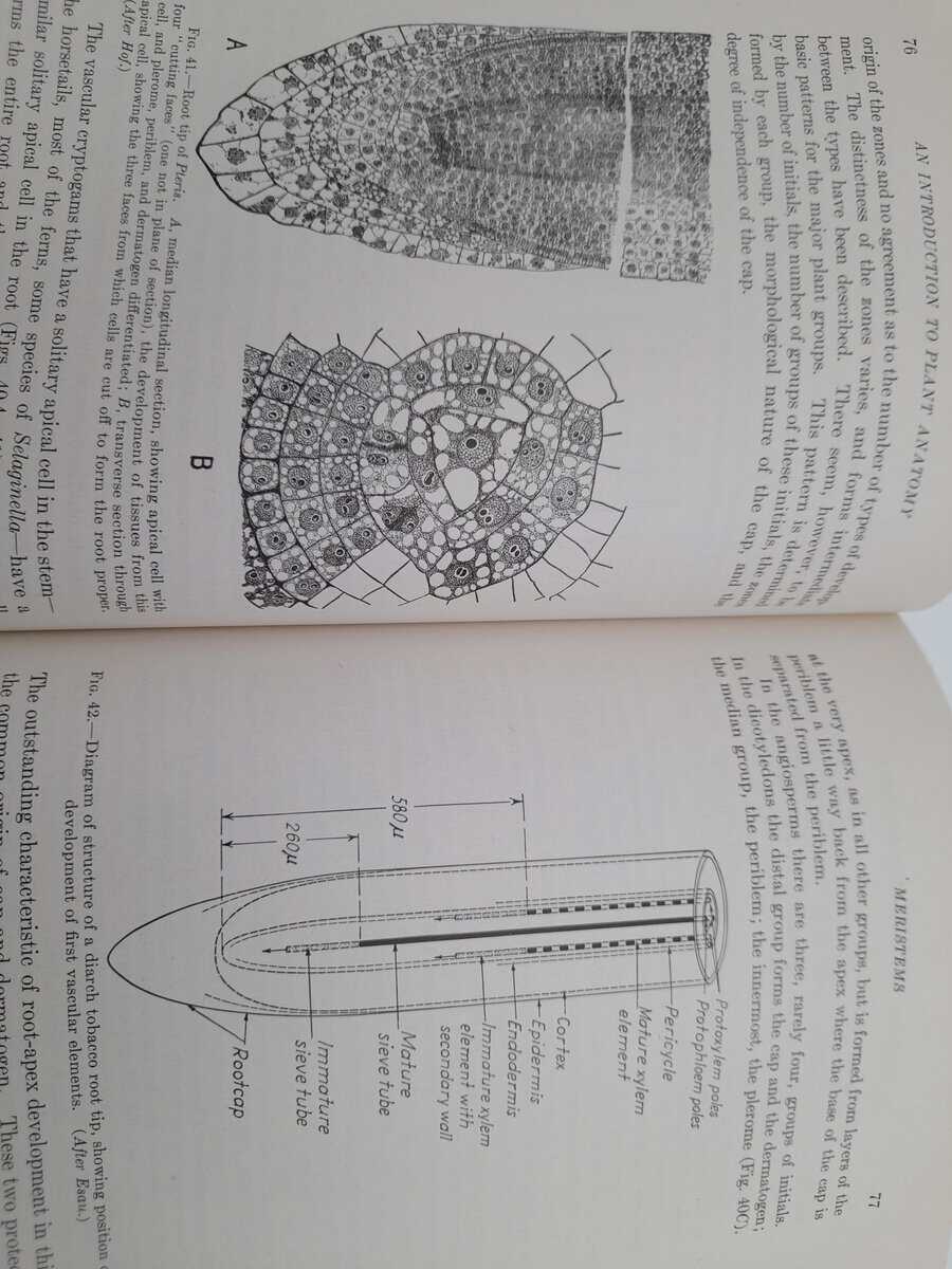 Eames, Arthur Johnson | MacDaniels, Laurence H. | An introduction to plant anatomy