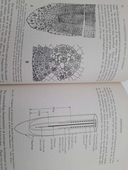 Eames, Arthur Johnson | MacDaniels, Laurence H. | An introduction to plant anatomy