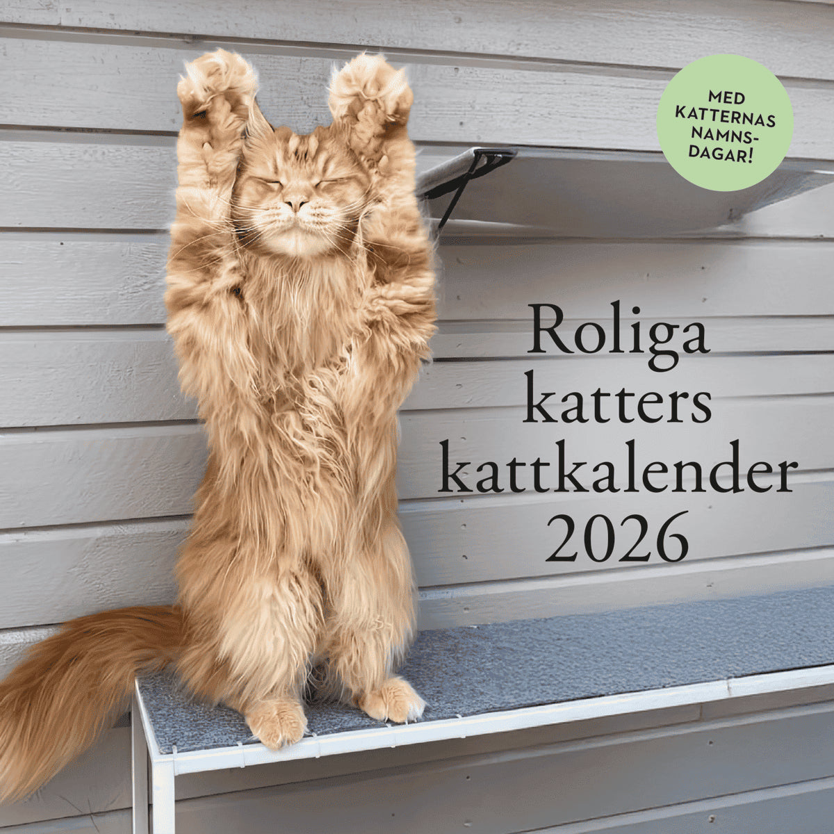 Roliga katters kattkalender 2026