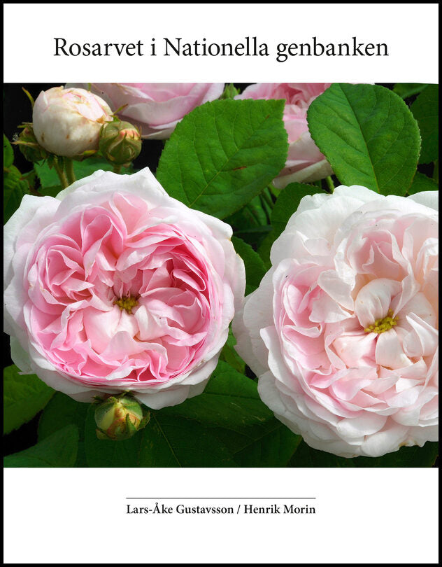 Gustavsson, Lars-Åke | Morin, Henrik | Rosarvet i Nationella genbanken