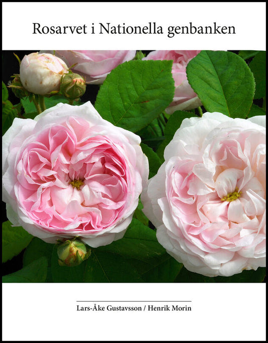 Gustavsson, Lars-Åke | Morin, Henrik | Rosarvet i Nationella genbanken