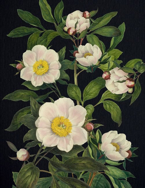 Editors of Chartwell Books | Blooming Flowers Journal