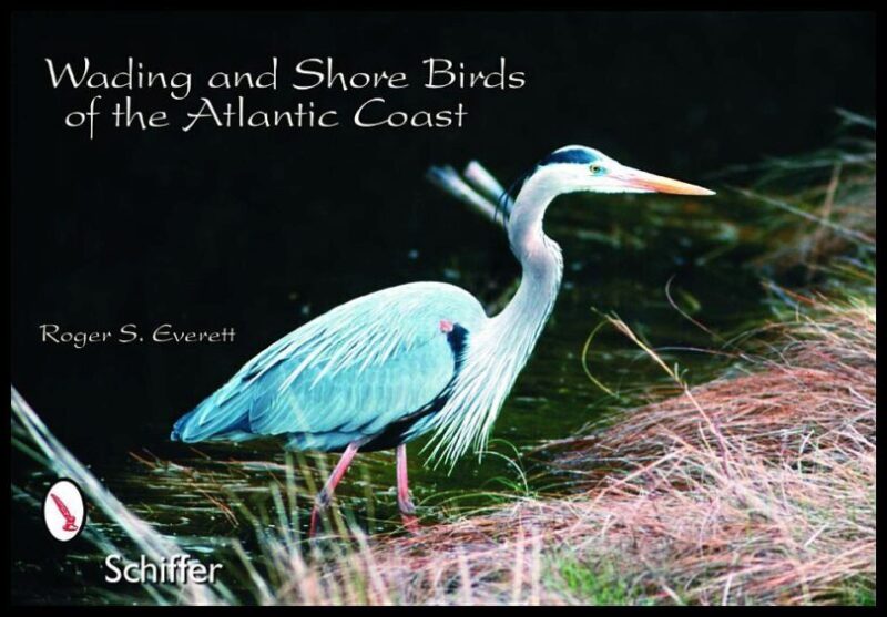 Everett, R. S. | Wading and shore bird postcards : Wading & shore birds of the atlantic coas