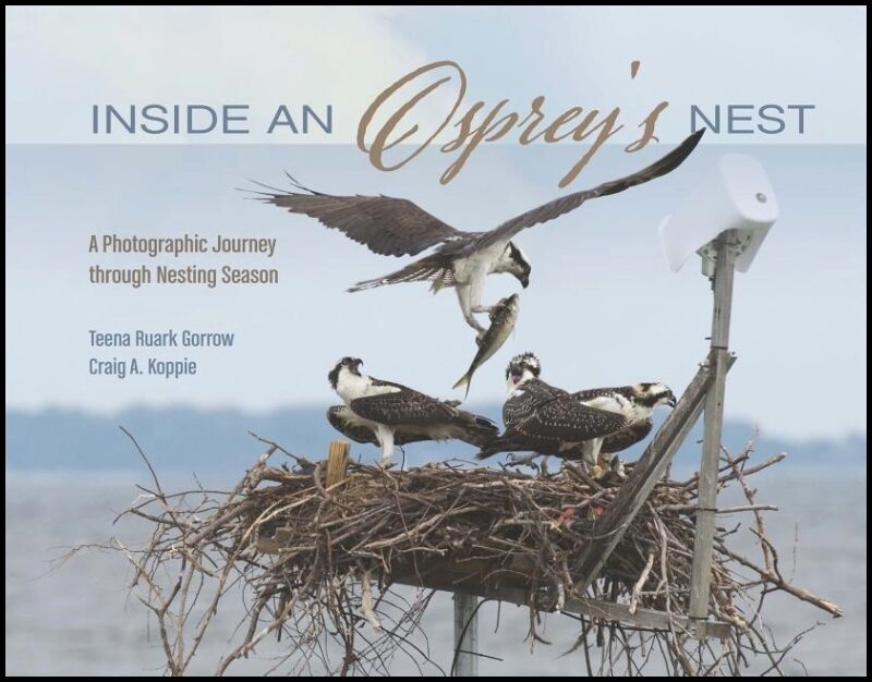 Teena Ruark Gorrow - Craig Koppie | Inside An Osprey's Nest