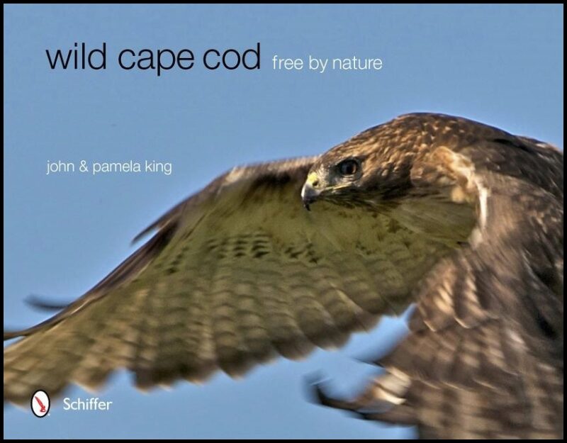 King, Pamela | Wild cape cod : Free by nature