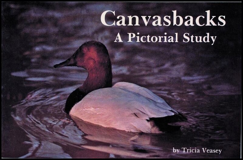 Tricia Veasey | Canvasbacks : A Pictorial Study