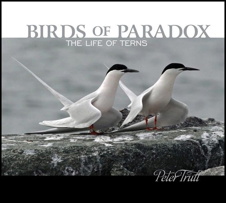 Peter Trull | Birds Of Paradox : The Life of Terns