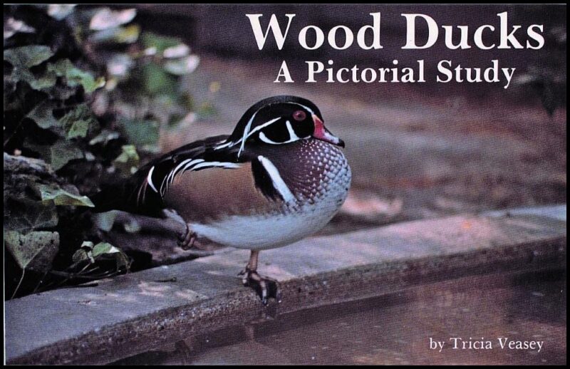 Tricia Veasey | Wood Ducks : A Pictorial Study