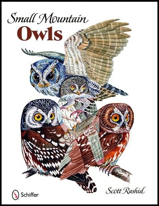 Scott Rashid | Small Mountain Owls