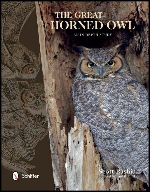 Rashid, Scott | Great horned owl : An in-depth study