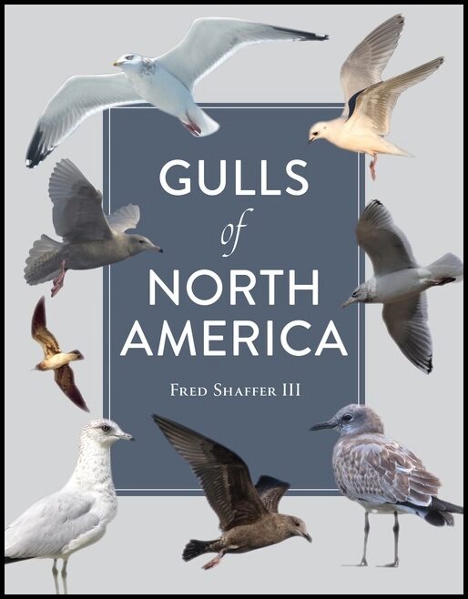 Fred Shaffer | Gulls Of North America