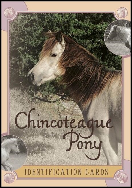 Lois Szymanski - Linda Kantjas | Chincoteague Pony Identification Cards : Set 2